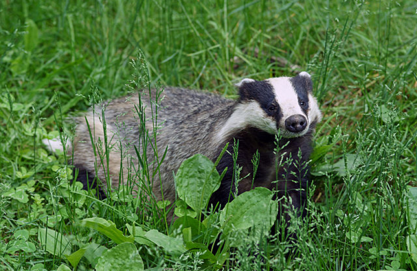 Badger