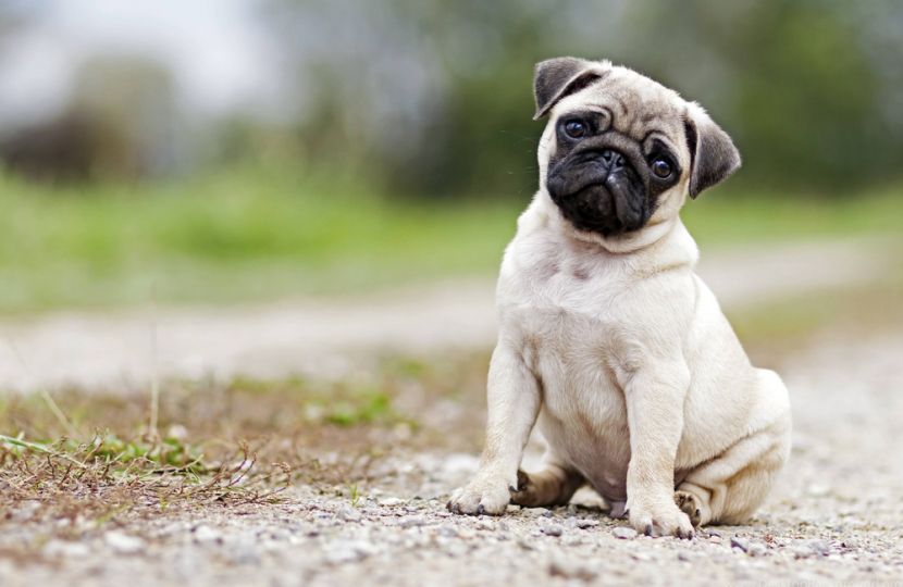 A pug